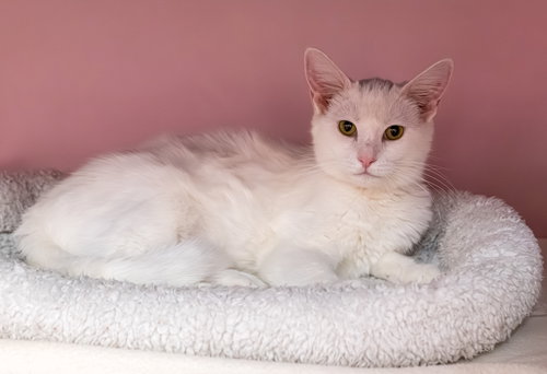 SALT (BONDED TO PEPPER) - KBC - Domestic Short Hair available for adoption