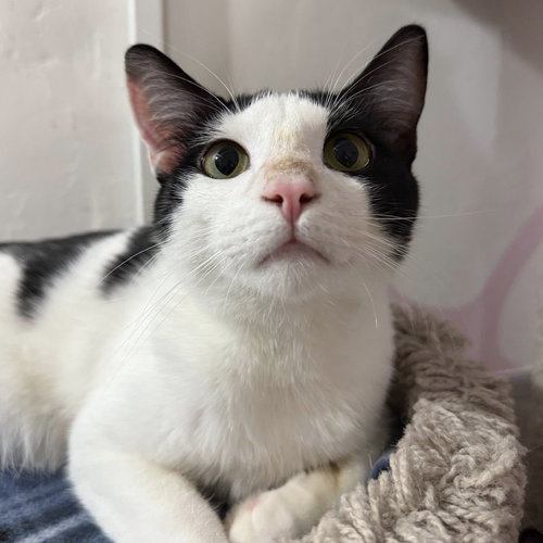 JON JON - Domestic Short Hair available for adoption