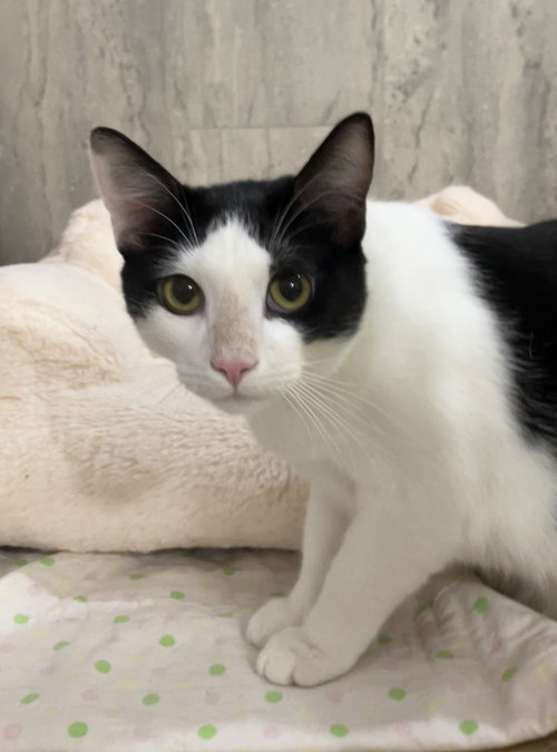 JON JON - Domestic Short Hair available for adoption