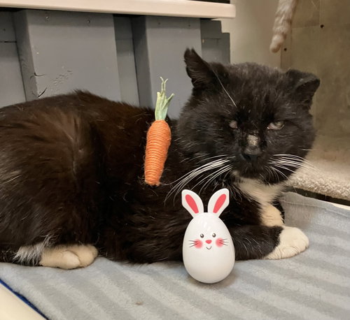 Jackson, Adult Domestic Short Hair / Mixed (short coat), cat for adoption in Lancaster, Ohio