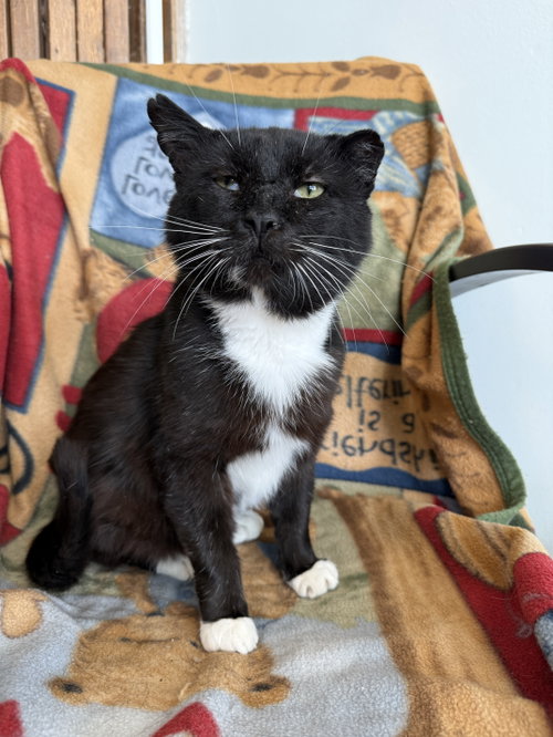 Jackson, Adult Domestic Short Hair / Mixed (short coat), cat for adoption in Newark, Ohio