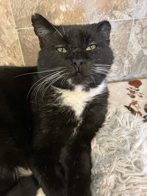 Jackson, a cat for adoption from Colony Cats (& dogs)