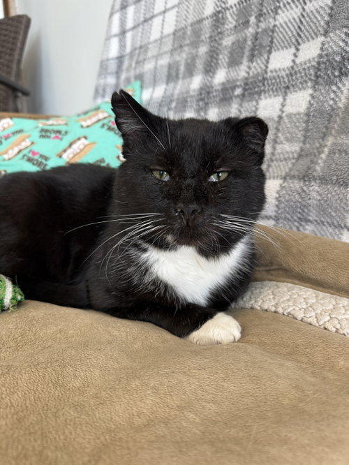 picture of the cat needing adoption