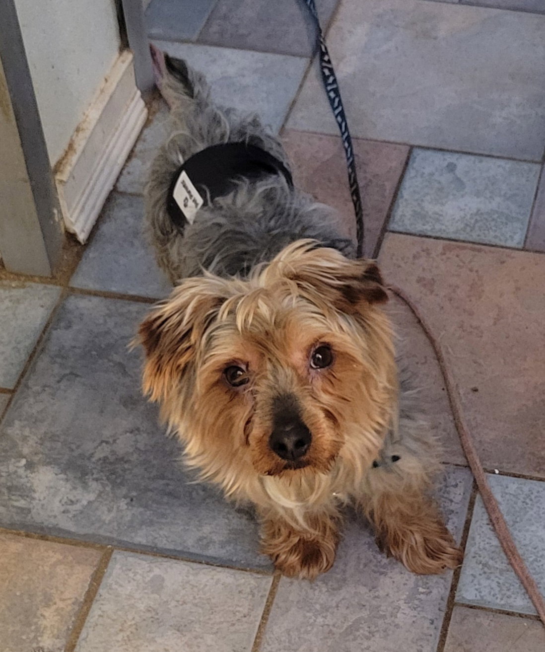 Wally Image