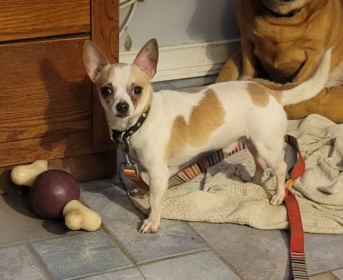 Nacho image 1