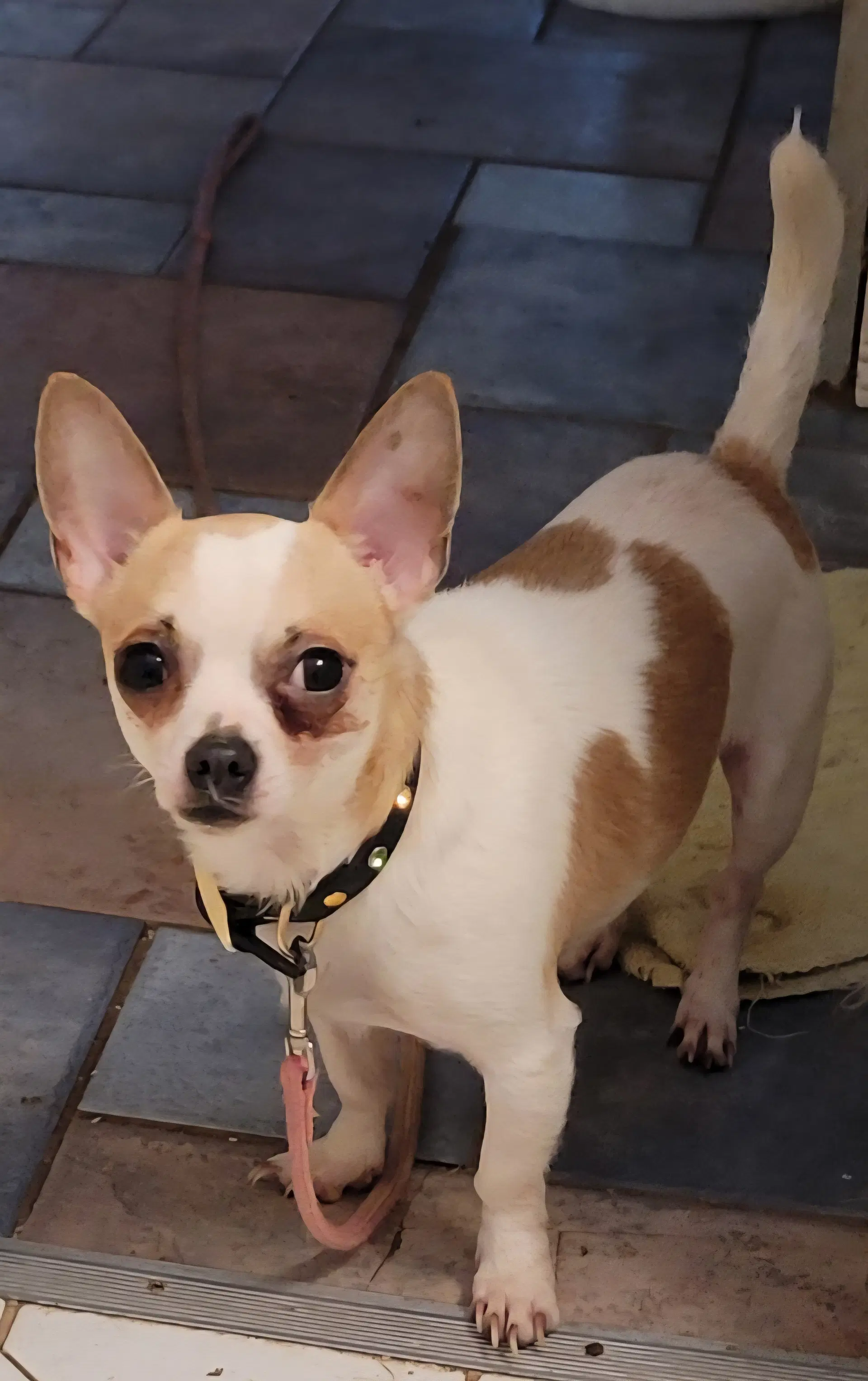 Nacho image 2