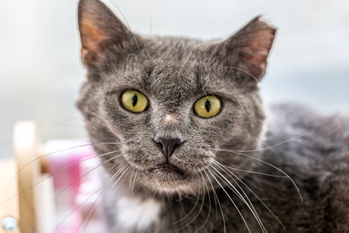 VESUVIUS - KBC - Domestic Short Hair available for adoption