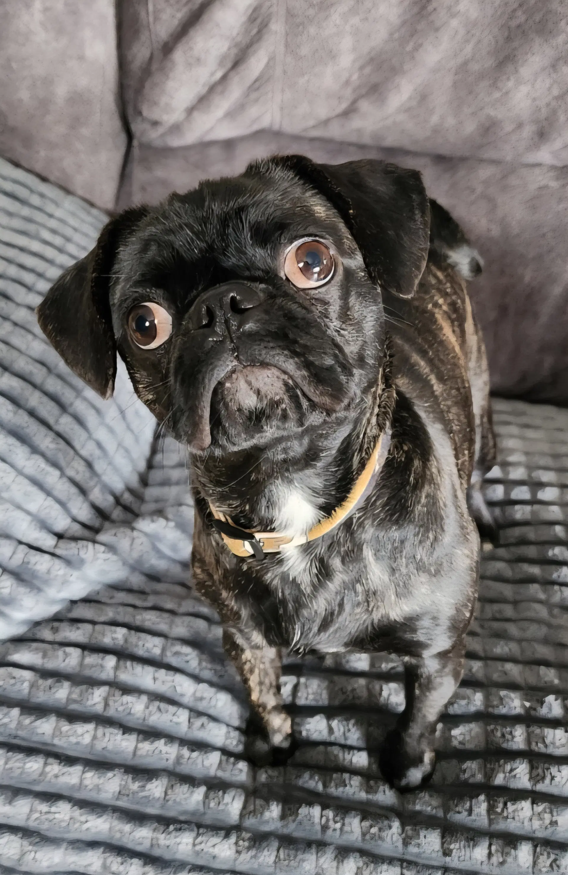 Sissy - Pug