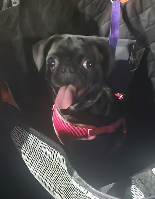 SISSY - Pug available for adoption