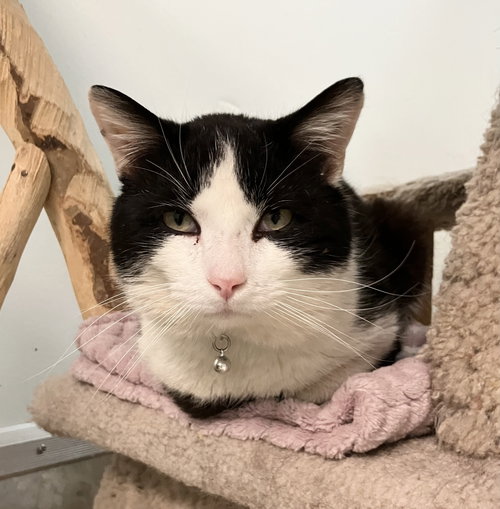 Montieth, an adoptable Domestic Short Hair in Dublin, OH