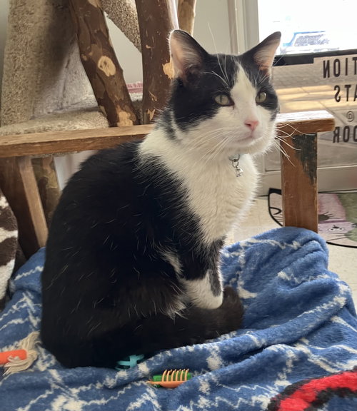 MONTIETH - Domestic Short Hair available for adoption