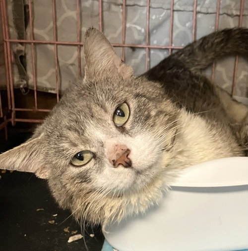 picture of the cat needing adoption