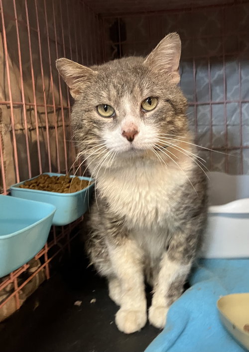 OSCAR - Domestic Short Hair available for adoption