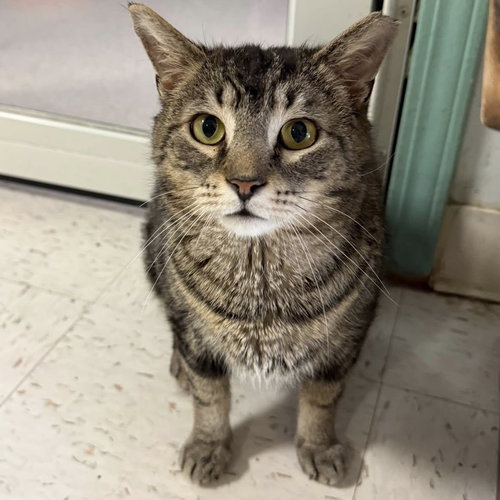 Wooter, Adult Domestic Short Hair / Tabby / Mixed (short coat), cat for adoption in Lancaster, Ohio