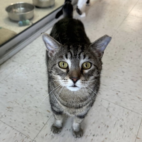 WOOTER - Domestic Short Hair / Tabby available for adoption