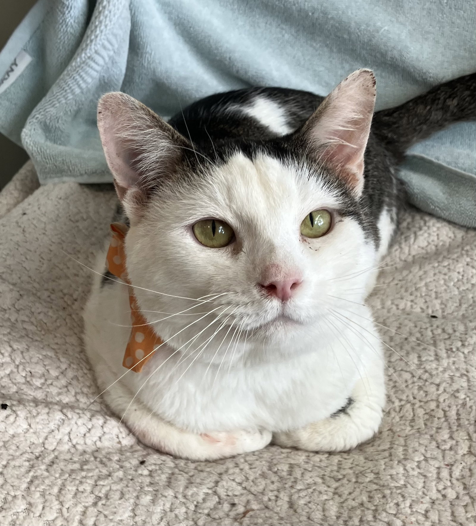 Benny Image