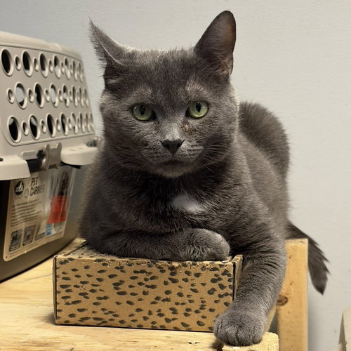 RHUBARB - Domestic Short Hair available for adoption