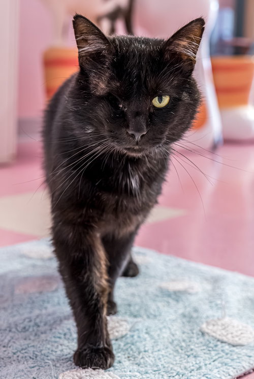 BATMAN - KBC - Domestic Medium Hair available for adoption