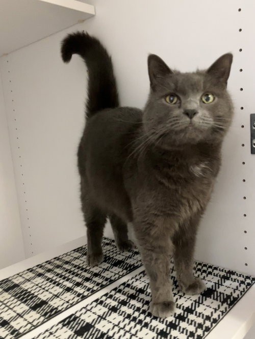 Bluebell (bonded to Mirage), an adoptable Domestic Short Hair in Dublin, OH