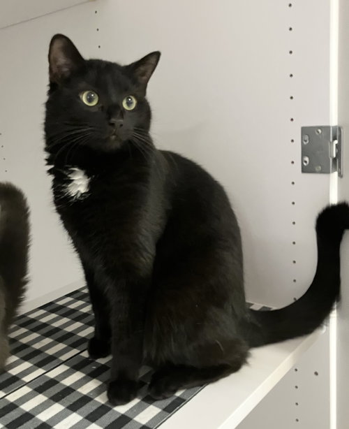 Mirage (bonded to Bluebell), an adoptable Domestic Short Hair in Dublin, OH