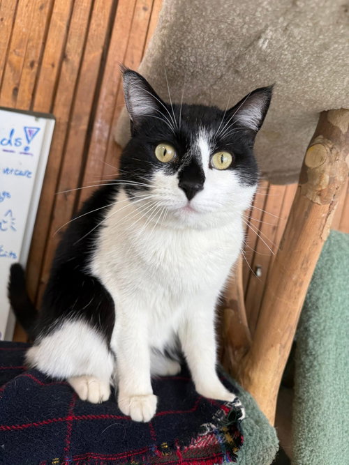 Ziggurat, Adult Domestic Short Hair / Mixed (short coat), cat for adoption in Lancaster, Ohio