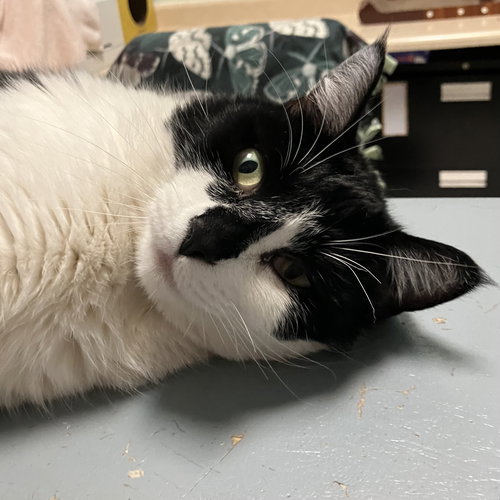 ZIGGURAT - Domestic Short Hair available for adoption