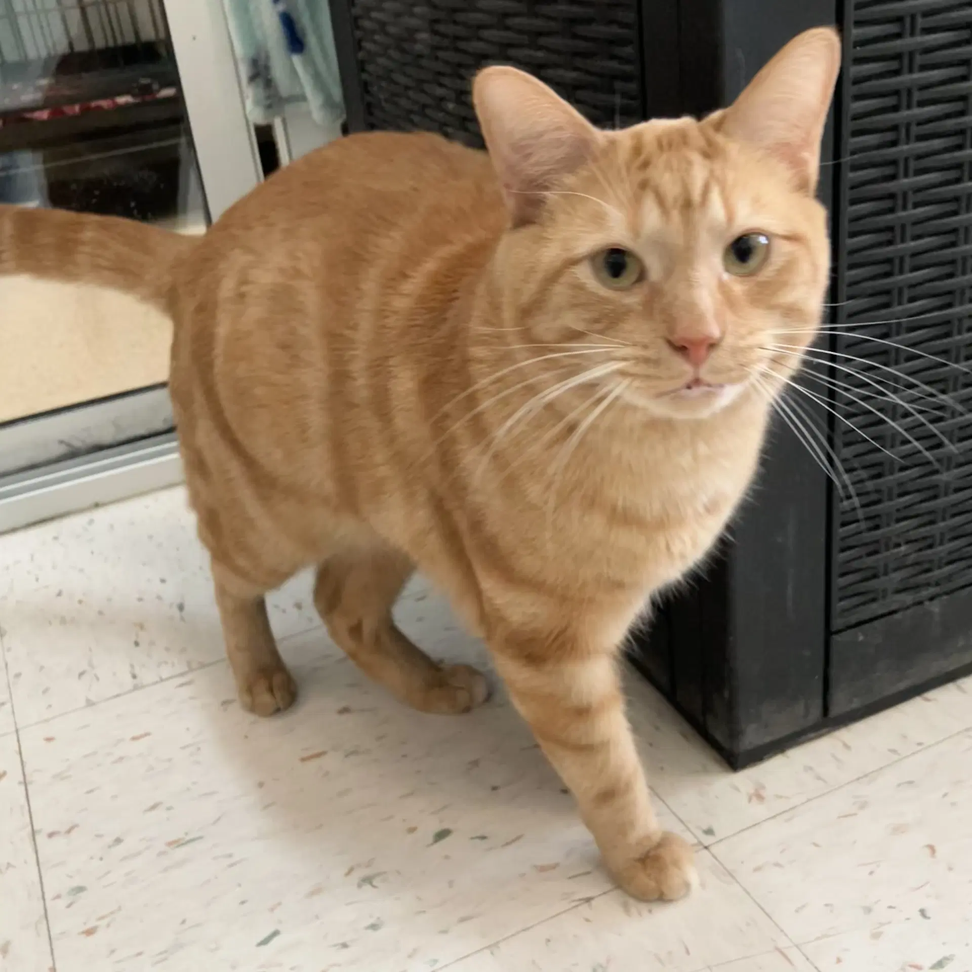 Handsome - Tabby