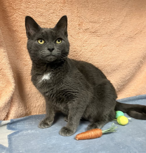 Diamond, an adoptable Domestic Short Hair in Dublin, OH