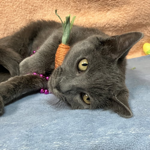 picture of the cat needing adoption