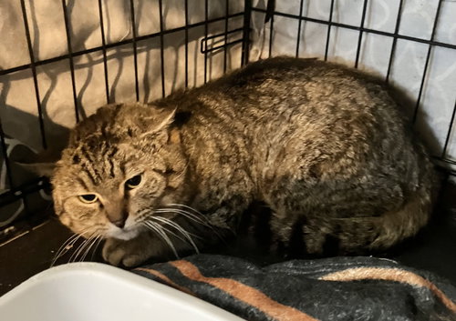 Carl, an adoptable Tabby in Dublin, OH