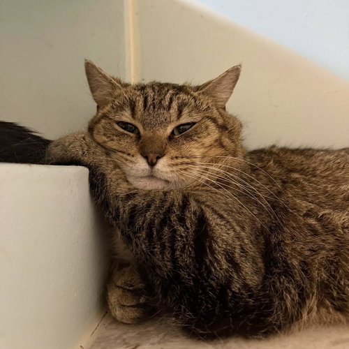 Carl, Adult Tabby / Domestic Short Hair / Mixed (short coat), cat for adoption in Lancaster, Ohio
