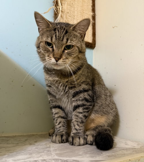 picture of the cat needing adoption