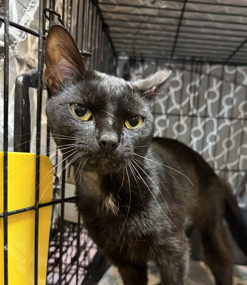 SLINKY - Domestic Short Hair available for adoption