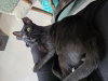 Slinky - KBC - Photo 6