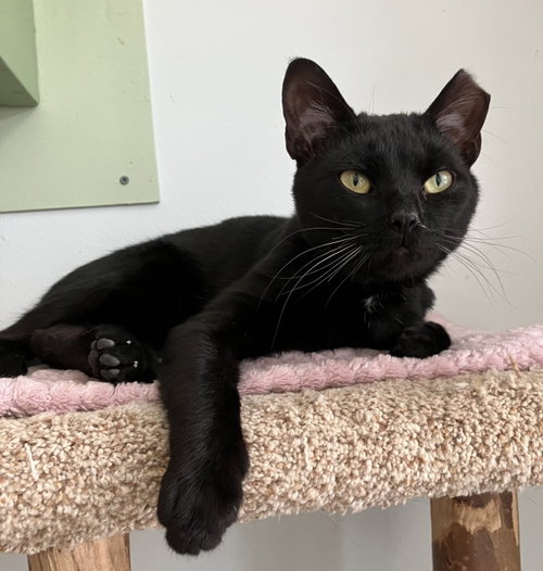 Slinky - KBC, an adoptable Domestic Short Hair in Dublin, OH