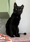 Slinky - KBC - Photo 3