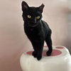 Slinky - KBC - Photo 2