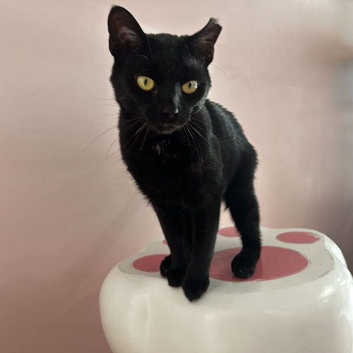 SLINKY - KBC - Domestic Short Hair available for adoption