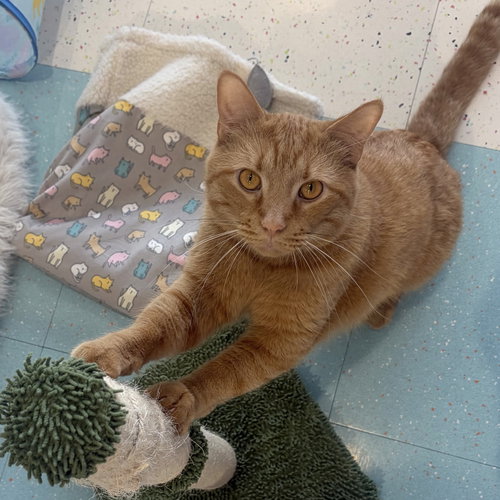 LOWRY - KBC - Tabby / Domestic Short Hair available for adoption