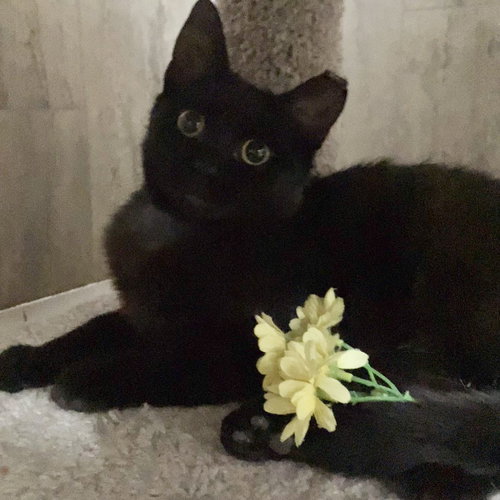 Lilly Lu, an adoptable Domestic Short Hair in Dublin, OH