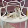 Abbott (bonded to Costello) - KBC - Photo 1