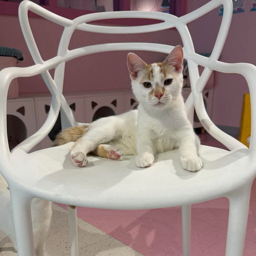 ABBOTT (BONDED TO COSTELLO) - KBC - Domestic Short Hair / Tabby available for adoption