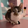 Costello (bonded to Abbott) - KBC - Photo 1