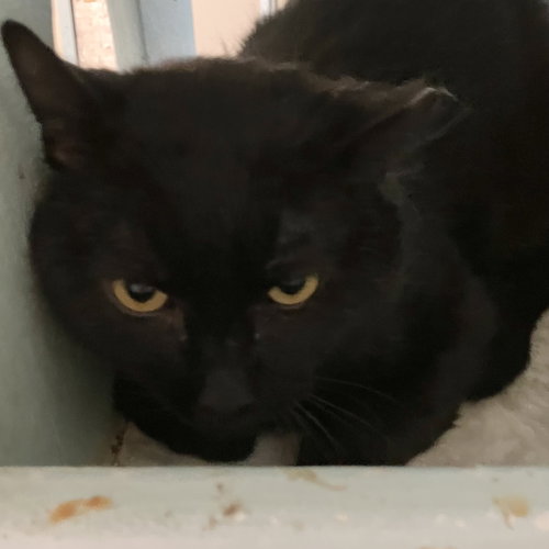 ALOKA - Domestic Short Hair available for adoption