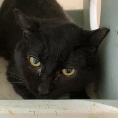 Aloka, Adult Domestic Short Hair / Mixed (short coat), cat for adoption in Lancaster, Ohio
