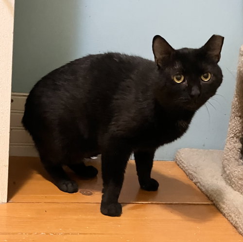 ALOKA - Domestic Short Hair available for adoption