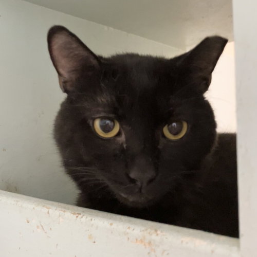 ALOKA - Domestic Short Hair available for adoption