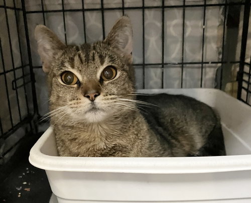 Saratoga, an adoptable Domestic Short Hair in Dublin, OH