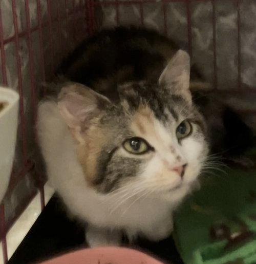 MUFFIN - Tabby / Calico available for adoption