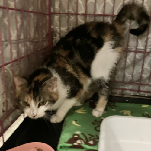 MUFFIN - Tabby / Calico available for adoption